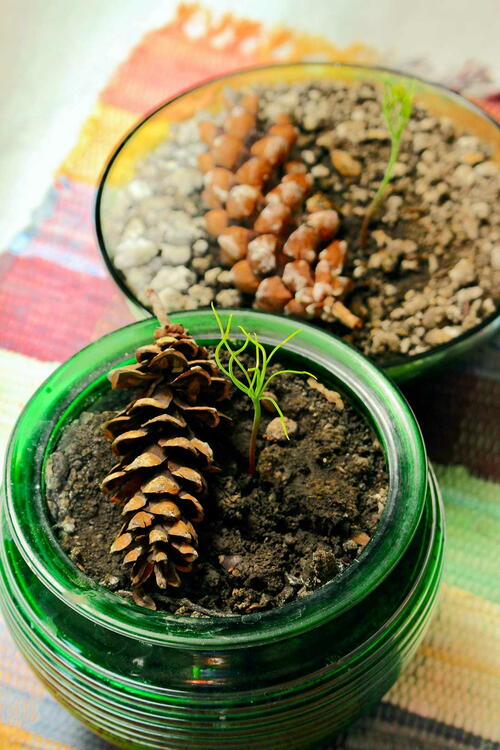 How To Grow A Tree From A Pine Cone