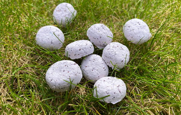 How To Make Seed Bombs