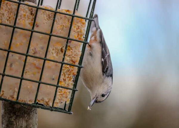 How To Make Suet For Birds