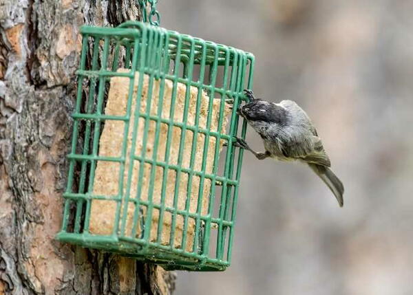 How To Make Suet For Birds