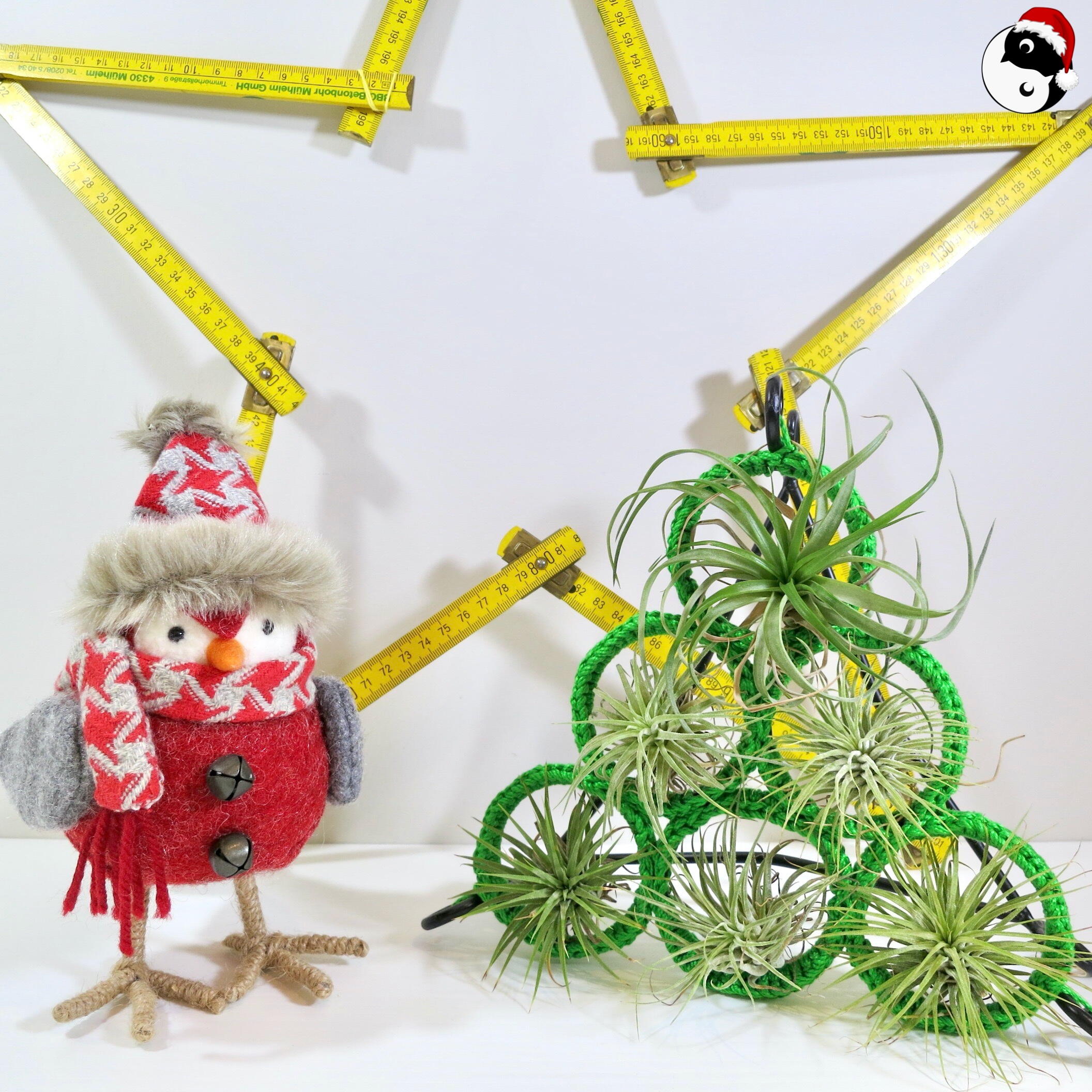 Christmas Tree Air Plant Display