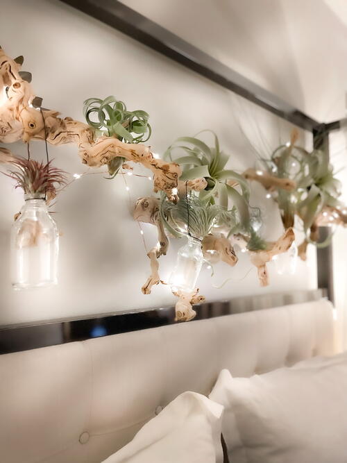 DIY Air Plant Wall Display