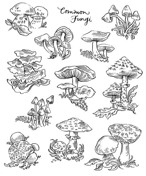 Common Fungi Coloring Page