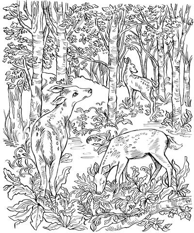 Gorgeous Deer in Forest Coloring Page | FaveCrafts.com