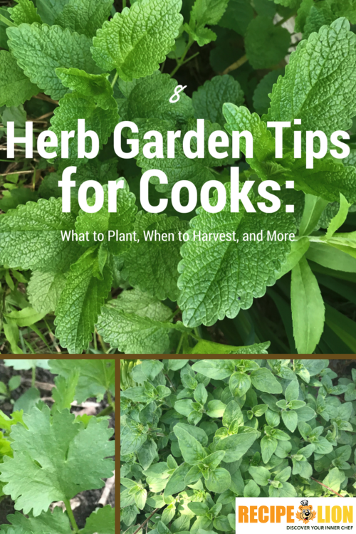 8 Herb Garden Tips for Cooks What to Plant When to Harvest and More