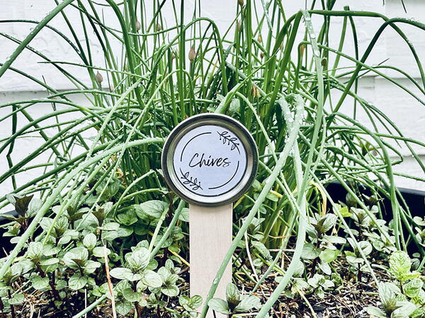 Diy Plant Markers With Mason Jar Lids