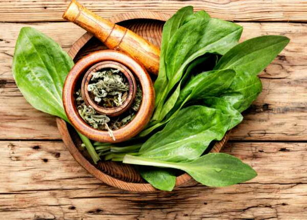 How To Use Plantain Leaf For Skin And Hair