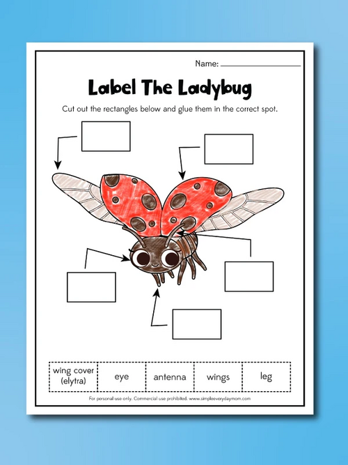 Ladybug Worksheets
