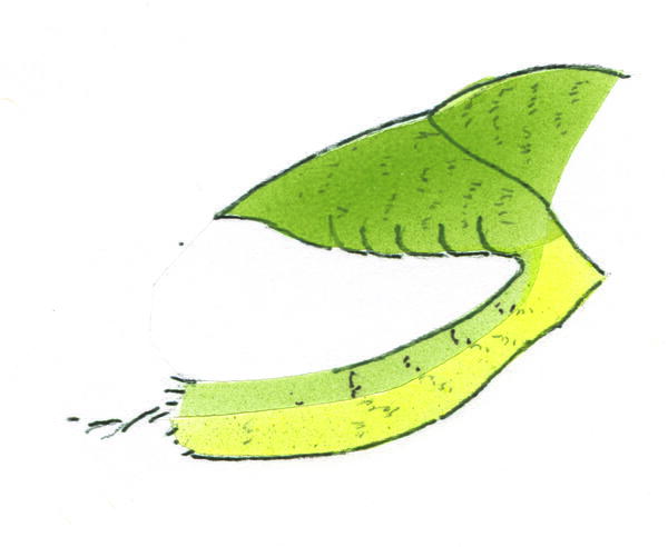Lesser Goldfinch | wildfowl-carving.com