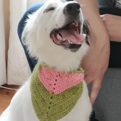Dandy Dog Sweater: Easy Crochet Dog Sweater Pattern