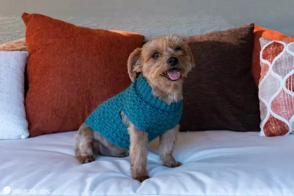 Stellar Dog Sweater
