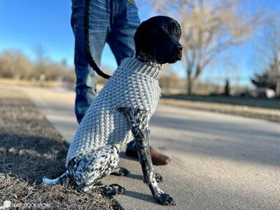 Wild Berry Dog Sweater