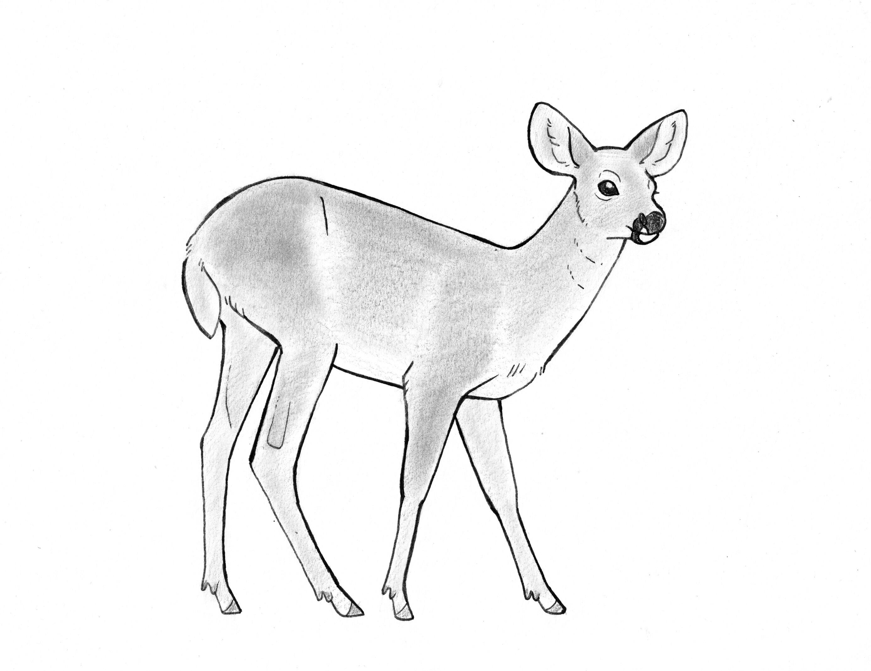 Deer Doe Drawing