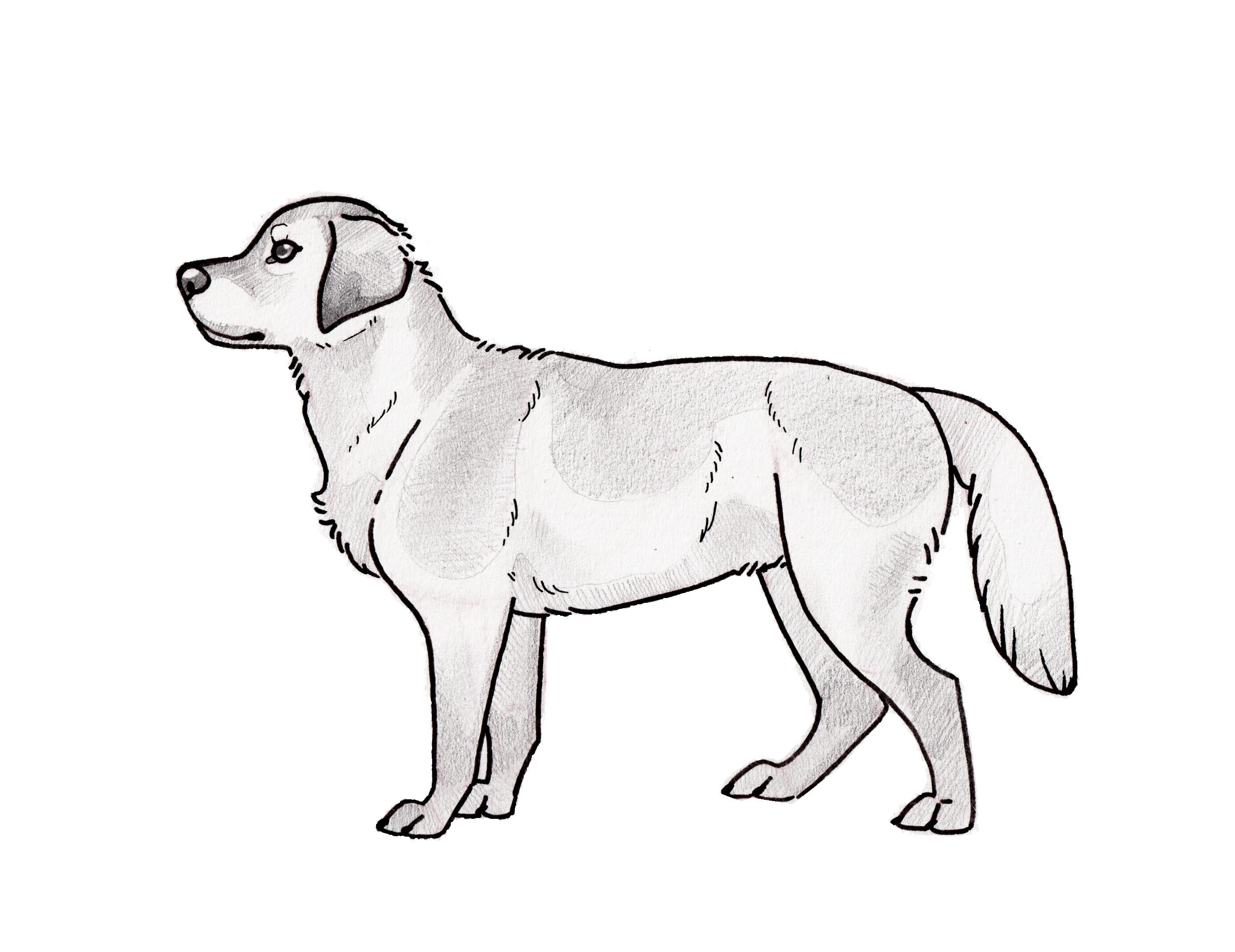 Golden Lab Side Reference Labrador Side View | FaveCrafts.com