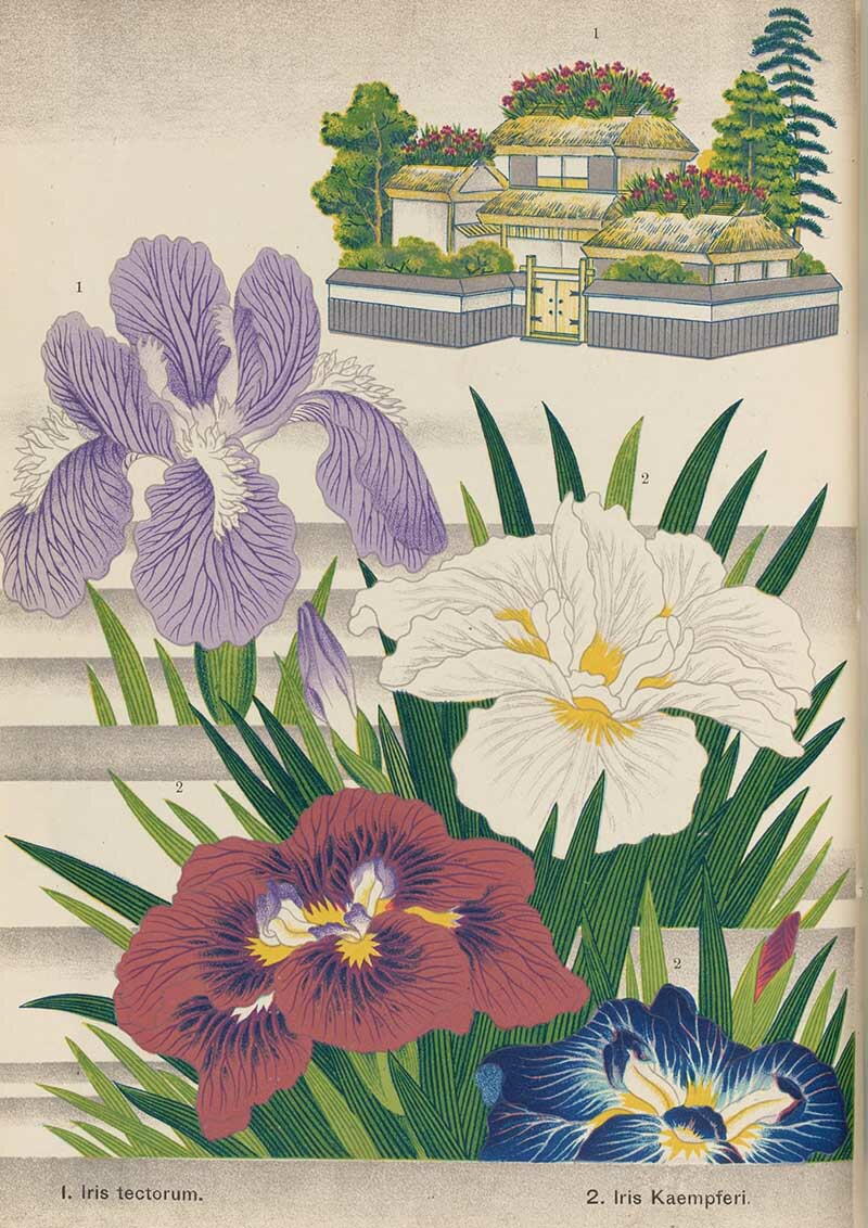 Free Printable Japanese Garden Flowers | AllFreePaperCrafts.com
