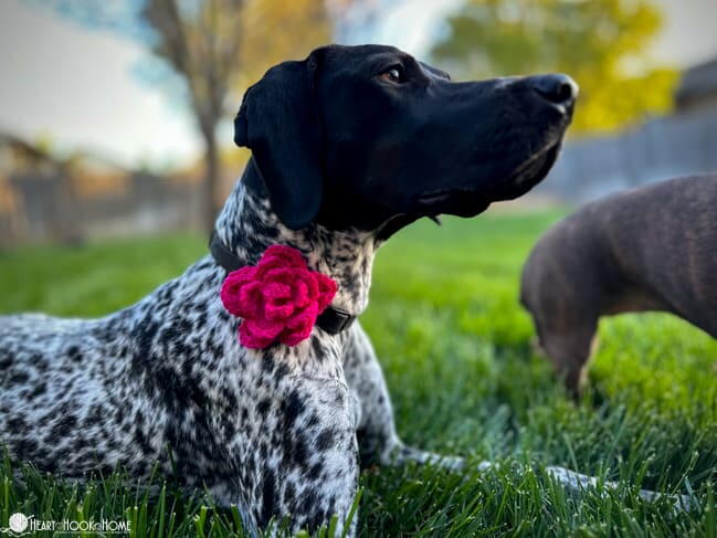 Dog Collar Embellishment