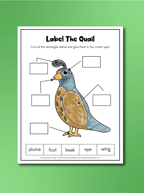 Quail Activity Quail Worksheets | AllFreeKidsCrafts.com