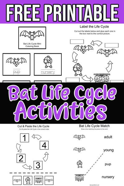 Printable Bat Life Cycle Activities