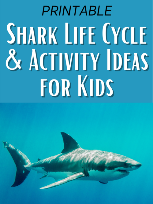 Shark Life Cycle Activities And Resources Plus A Free Printable