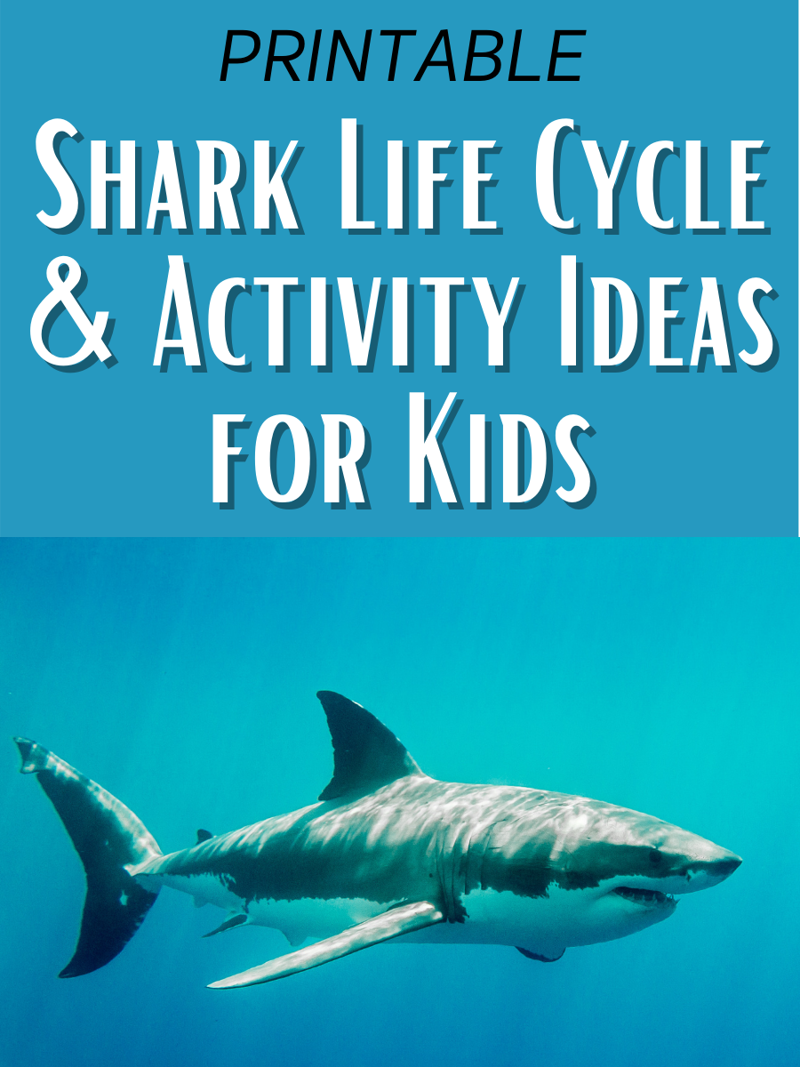 Shark Life Cycle Activities And Resources Plus A Free Printable ...