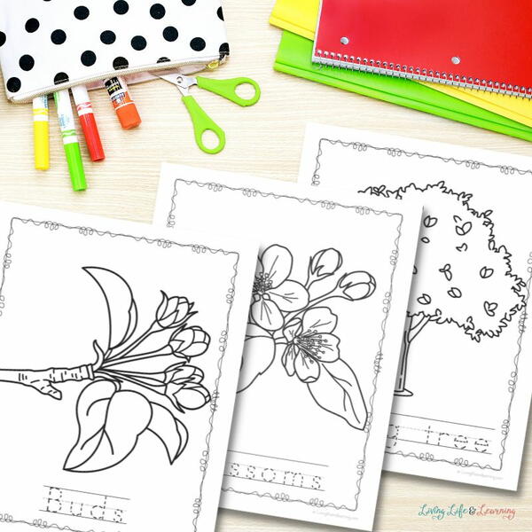 Apple Life Cycle Coloring Pages