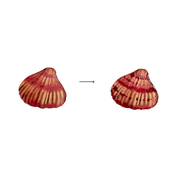 By the Sea Seashells | FaveCrafts.com