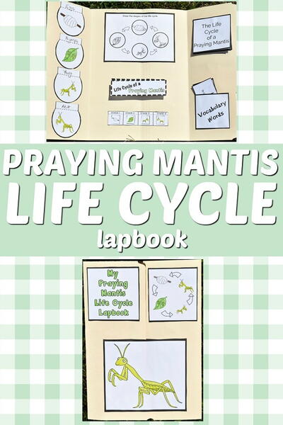 Printable Praying Mantis Life Cycle Lapbook