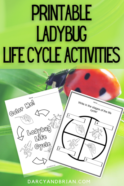 Ladybug Life Cycle Printable Activities