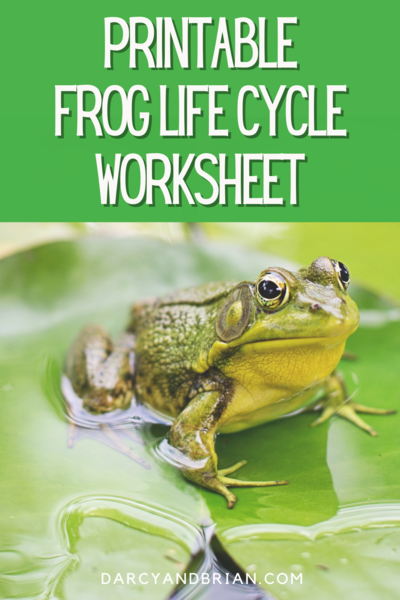 Frog Life Cycle Printable And Activities For Hands-on Science Lessons