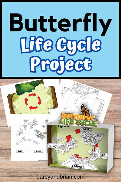 Butterfly Life Cycle Project For Kids