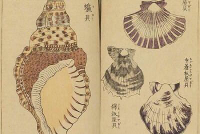 Vintage Japanese Seashell Prints