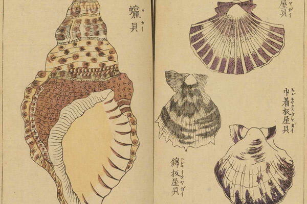 Vintage Japanese Seashell Prints