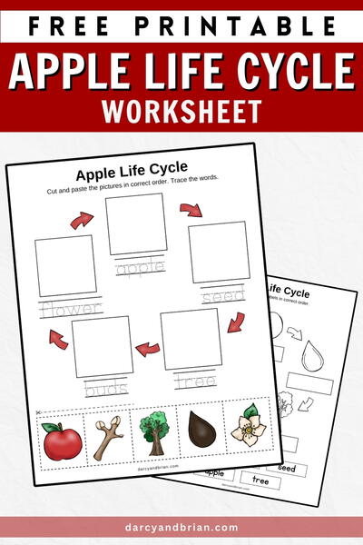 Life Cycle Of An Apple Worksheet