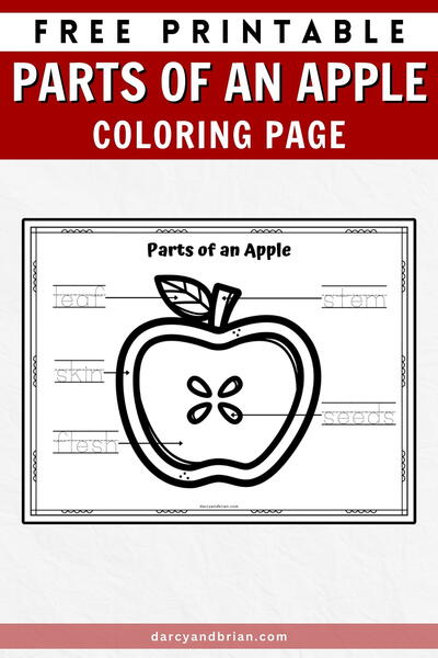 Parts Of An Apple Coloring Page