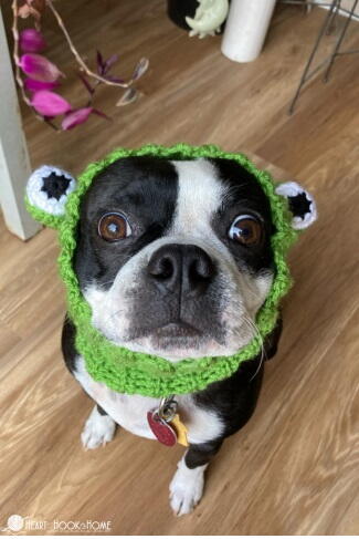 Dog Snood Costumes