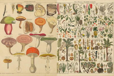 Stunning Vintage Botanicals