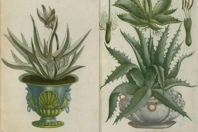 Free Vintage Potted Plant Pictures