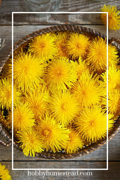 How To Make Old-fashioned Dandelion Jelly 