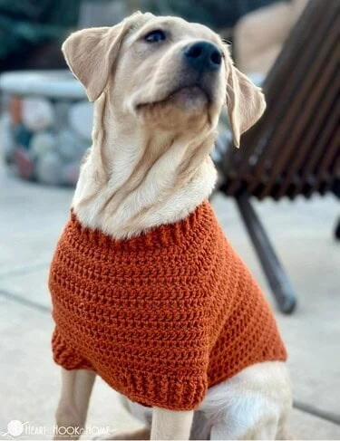 Raglan Dog Sweater